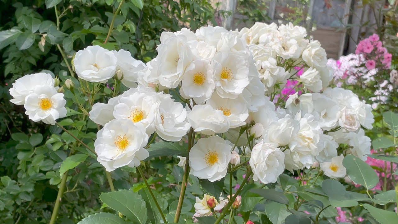 Август в Саду 8 августа 2023 часть 3