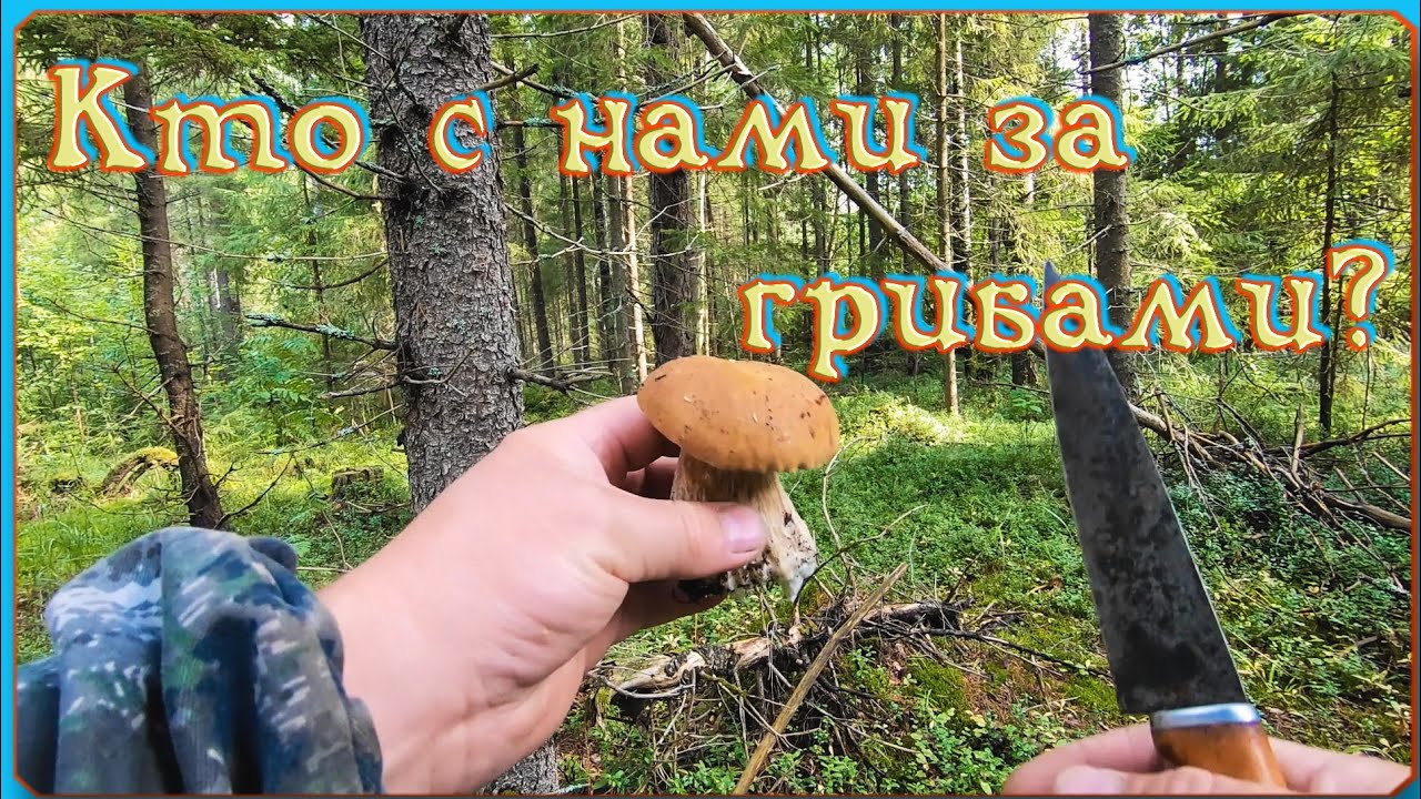 Кто с нами за грибами? Благословенный август!