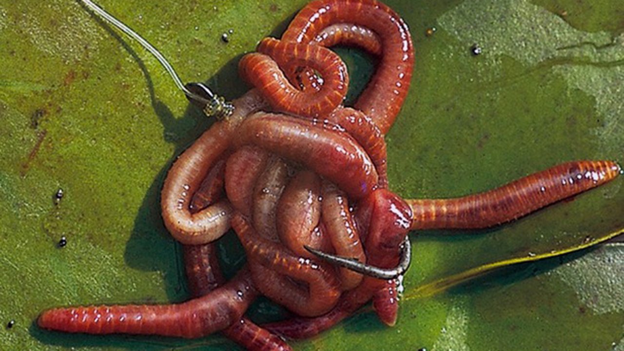 Как подготовить червей для рыбалки. 3 способа.