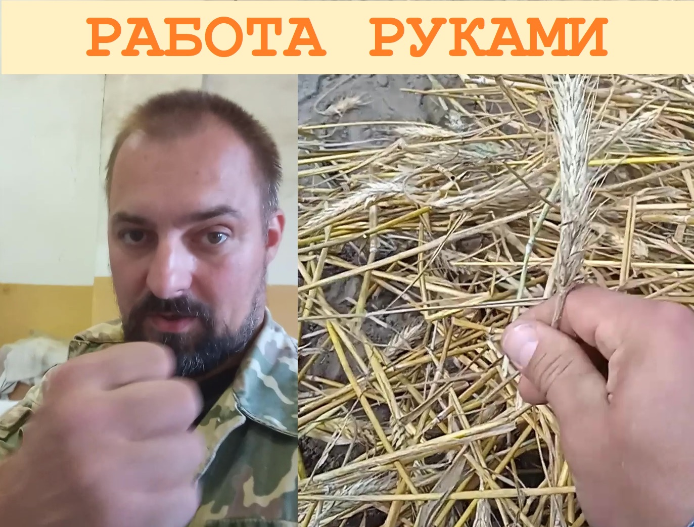 2023 Август. Уборка и обмолот зерновых при селекционной работе