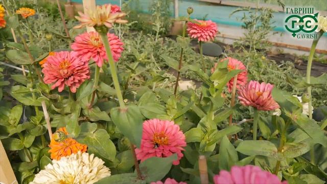 Красота на ваших клумбе