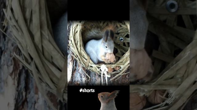 #shorts Белка из леса добралась до лукошка с орехами