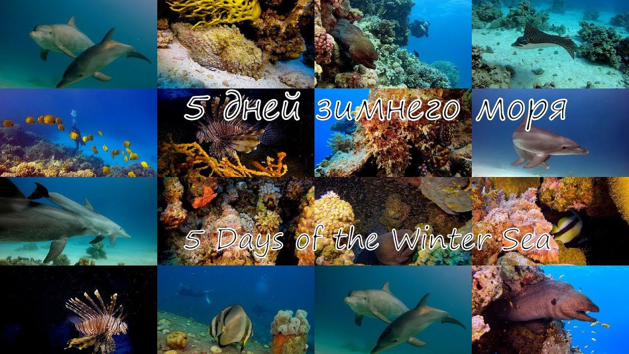 5 дней зимнего моря.