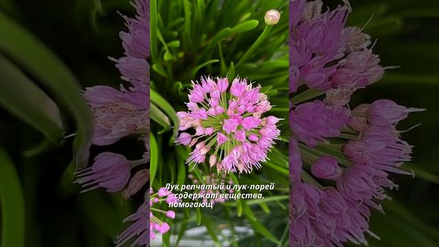 Факт про Лук 🧅