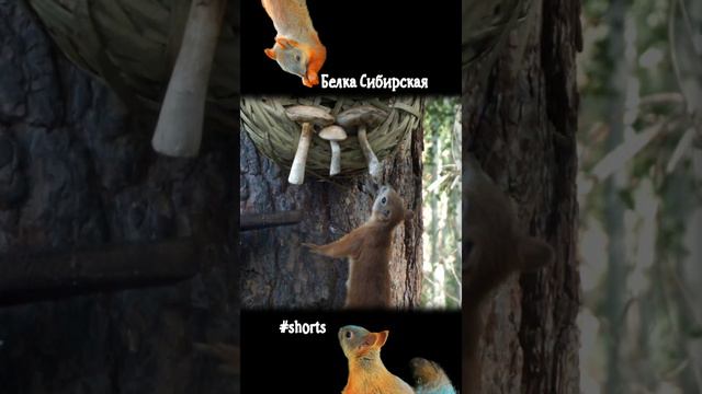 Белка принюхивается к грибам