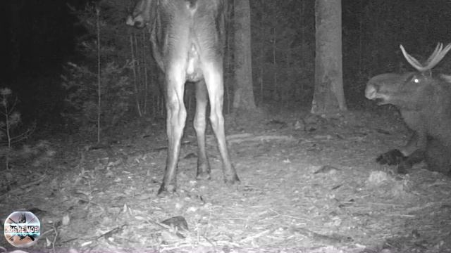 Пара лосей на отдыхе в лесу. Ночная съёмка на фотоловушку