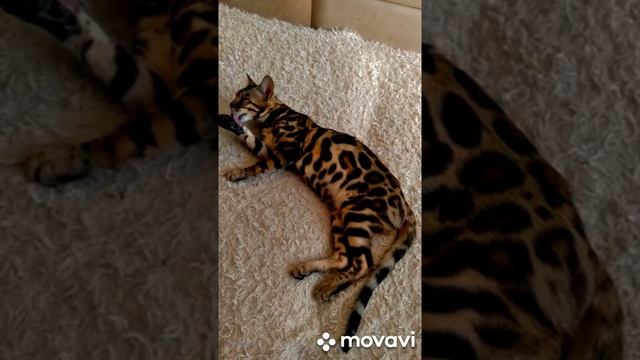 #Shorts Утренние умывание кошечки.mp4