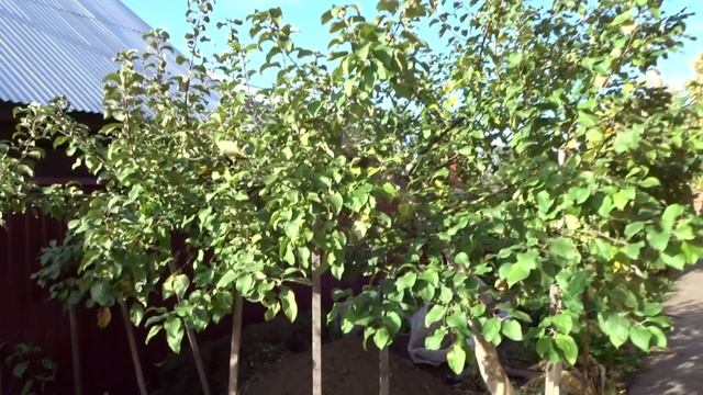 УМНЫЙ САД И ОГОРОД ОЛЬГИ НЕЧИПОРУК В МИНУСИНСКЕ.