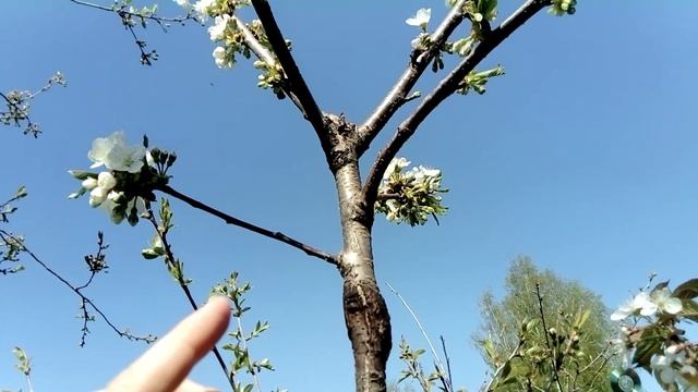 Моя прививка черешни на вишню 06.05.2019