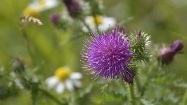 "ТЫ РЯДОМ СО МНОЙ, ДОРОГАЯ"... (Фото Геннадия Володина (Рязань) - Поёт Владимир Нечаев)