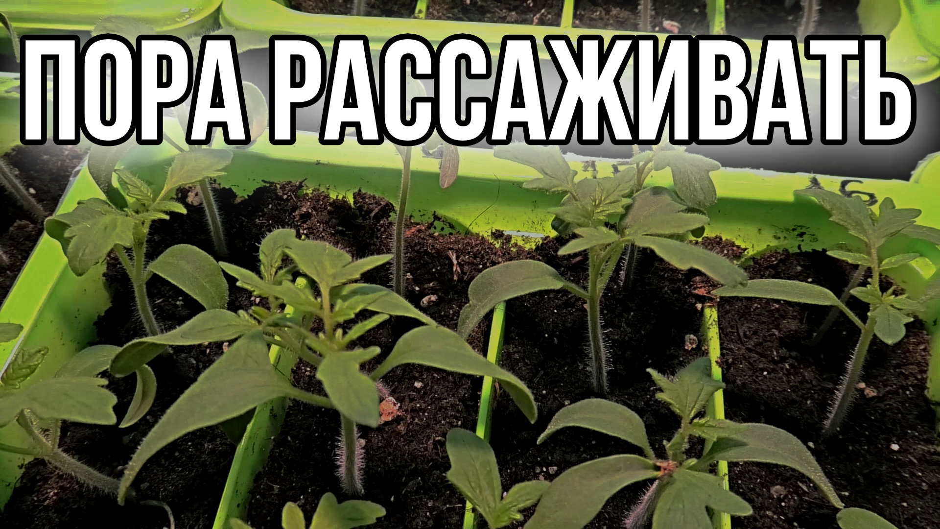 Рассада томатов. 12 дней от посева.