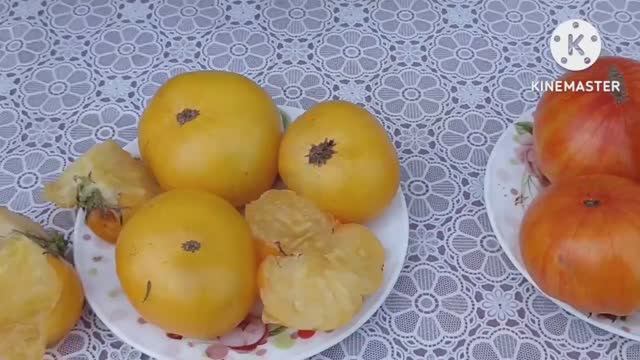 Сибирь. Обзор и дегустация Томатного гнома Золотой цыган