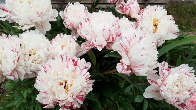 пион CANDY STRIPE