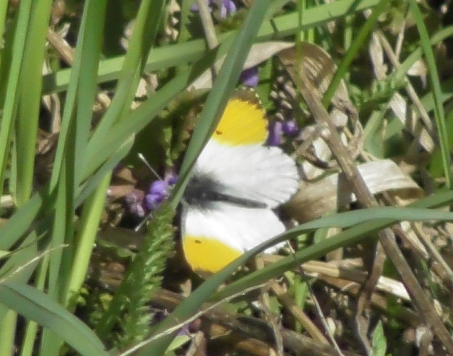 бабочка Зорька, Anthocharis cardamines, насекомые Новгородской области, 8 мая 2023
