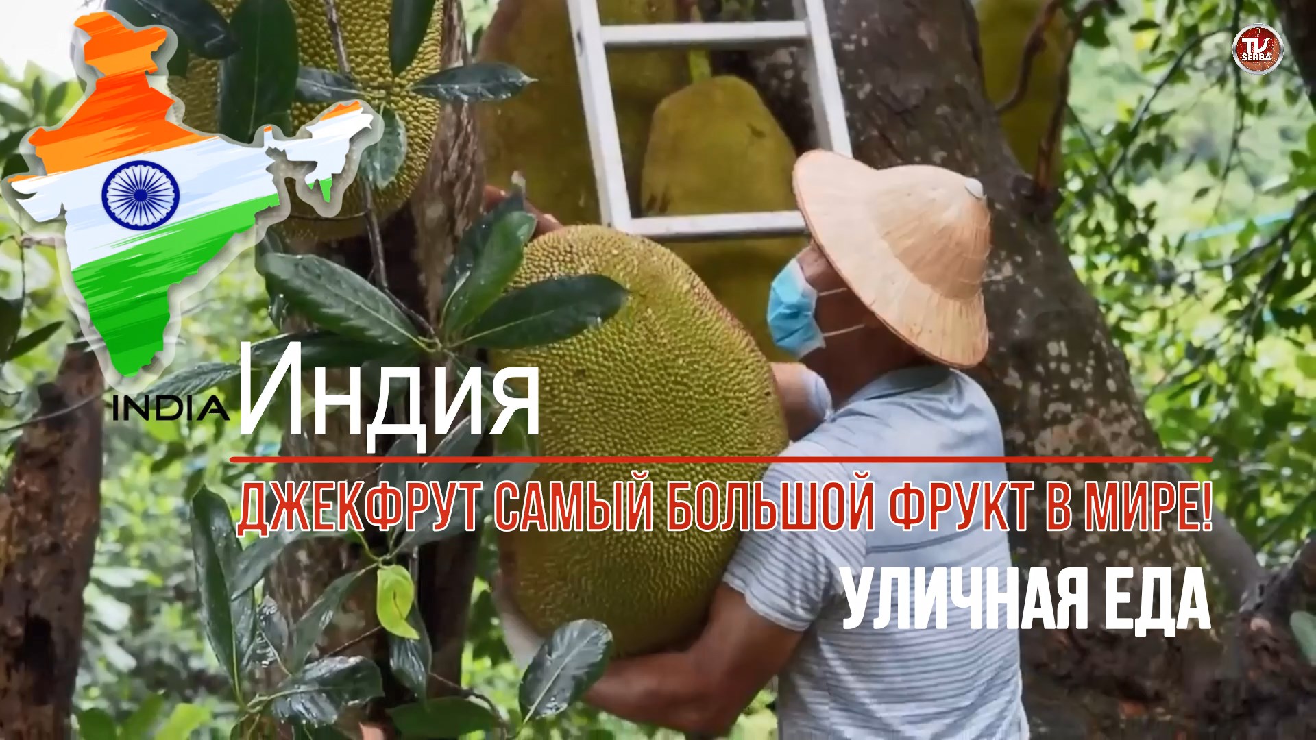 Уличная еда в Индии - Джекфрут самый большой фрукт в мире!  / СербаТВ 🔴