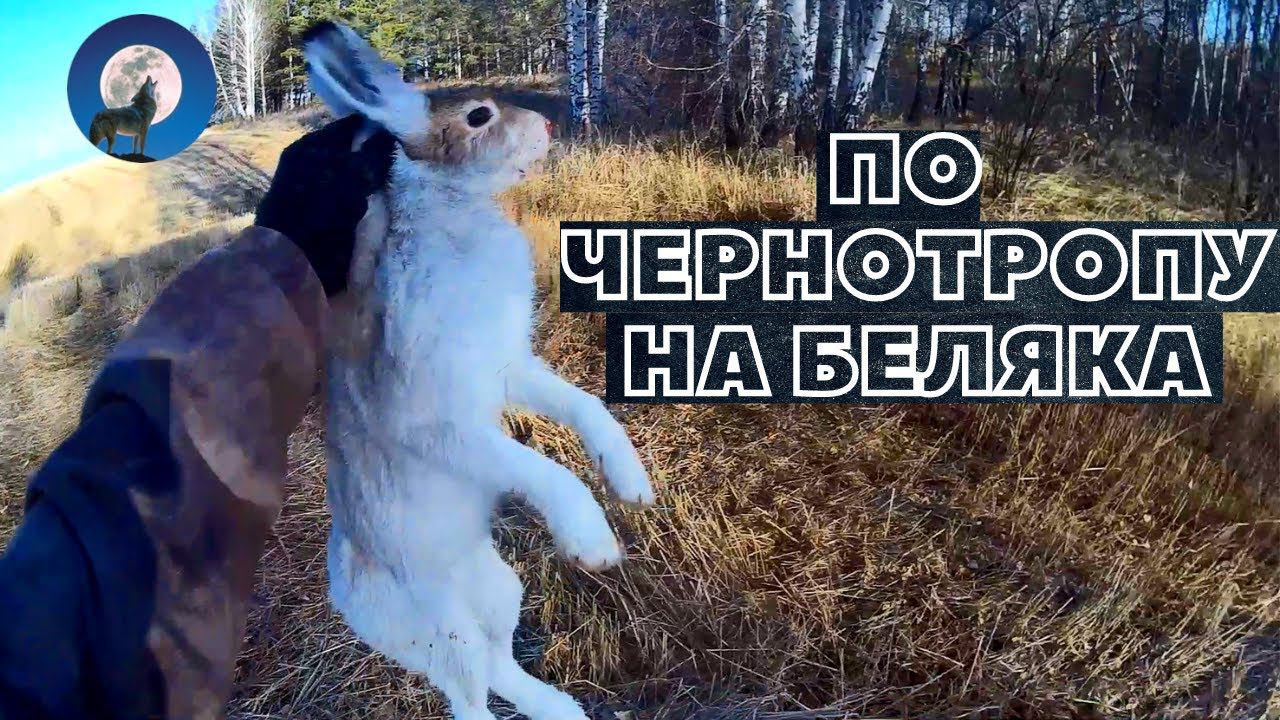 ОХОТА НА ЗАЙЦА БЕЛЯКА В ОДИНОЧКУ ПО ЧЕРНОТРОПУ