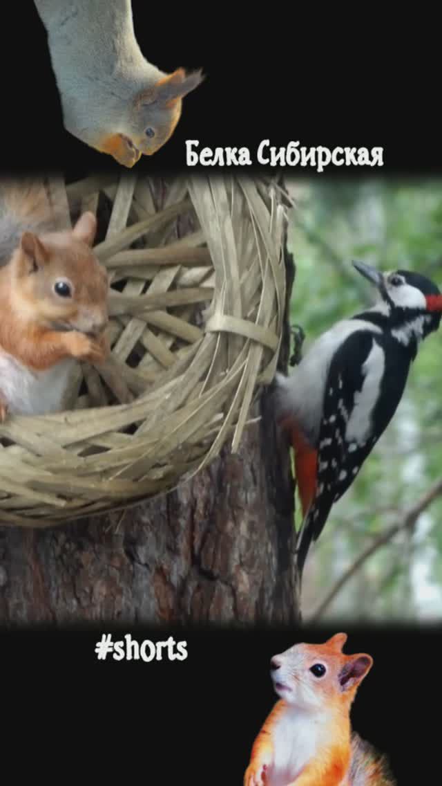 Дятел хочет выгнать белку из лукошка