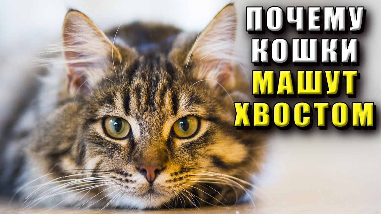 Почему кошки машут хвостом