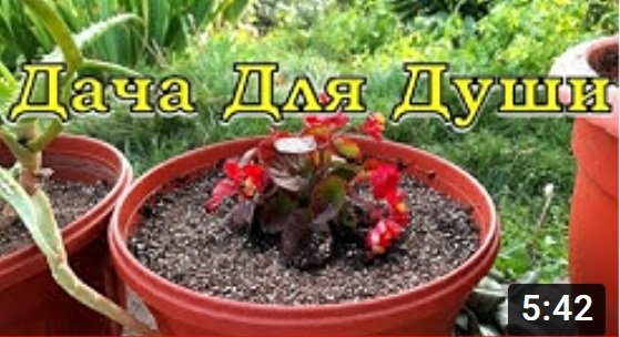 БЕГОНИЯ: виды, посев, уход, пересадка, хранение???