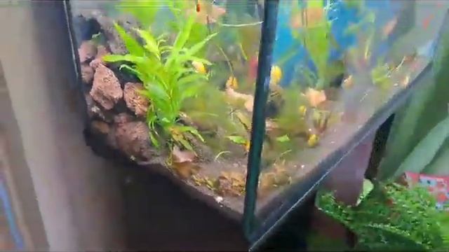 ?Мечтала о большом аквариуме и вот я его купила ????Обзорчик ,,,,?130литров счастья!.mp4