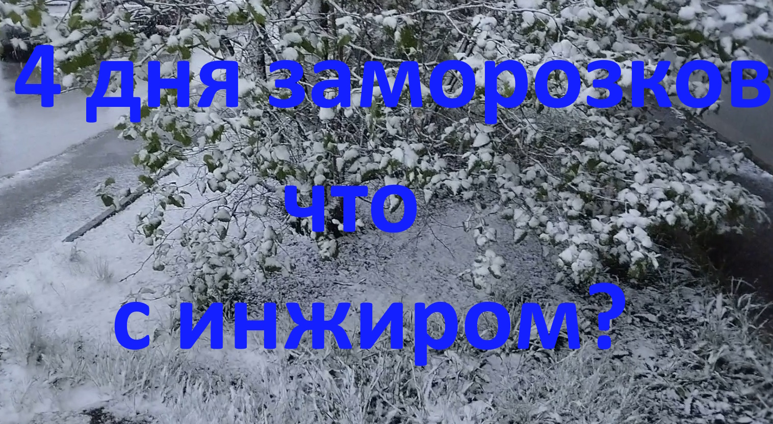 Инжир в яме после заморозков