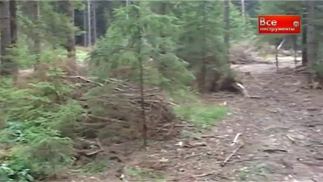 Бензопилы - какую приобрести?