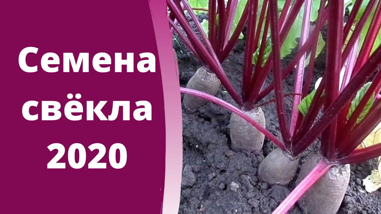 Семена свёклы на 2020 год.