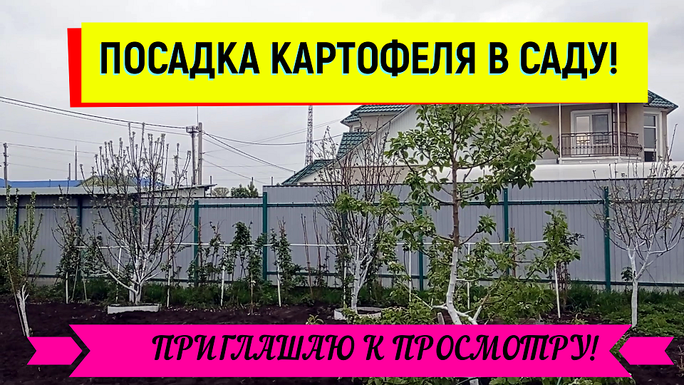 ПОСАДКА КАРТОФЕЛЯ В САДУ!#картофельпосадка#картофельподготовка#картофельвсаду#огород#плодовыйсад#кар