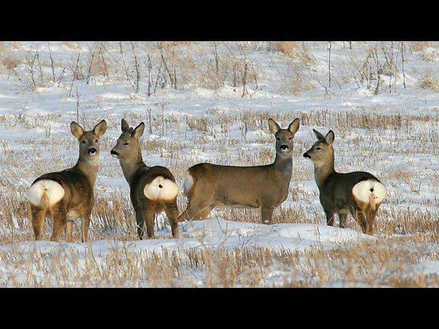 Косули на поле