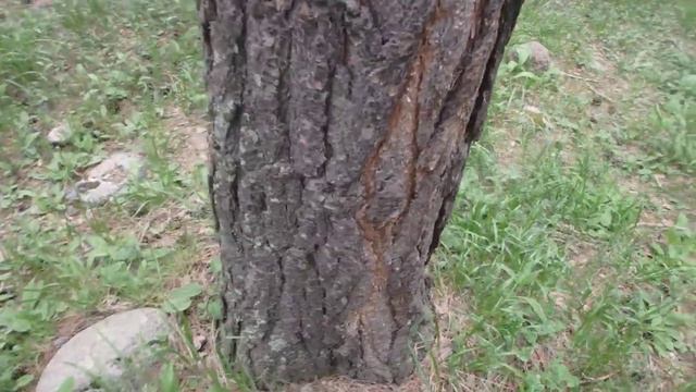 Ориентирование. Кавказские горы, сосновый лес