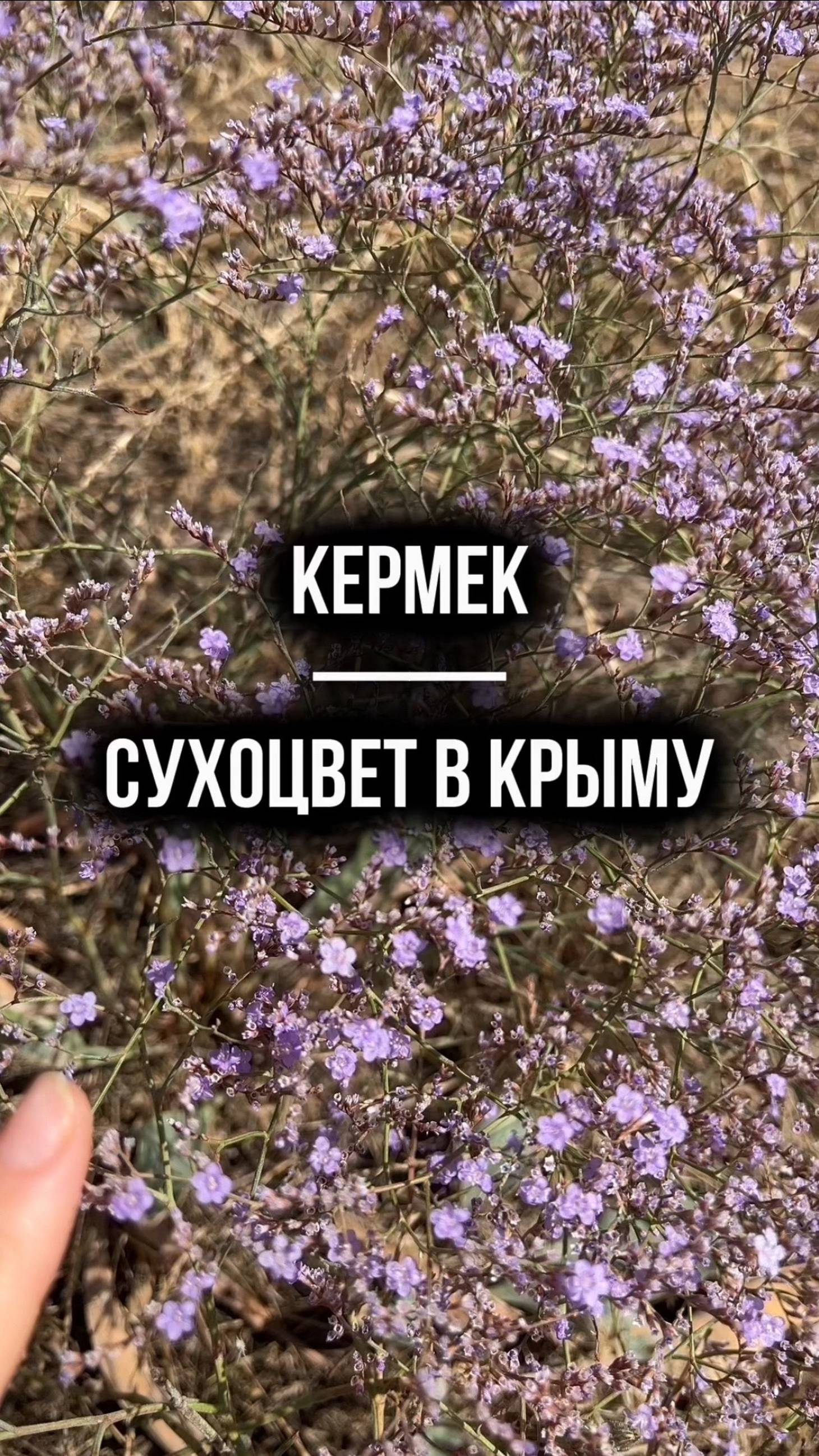 Кермек. Сухоцвет в Крыму