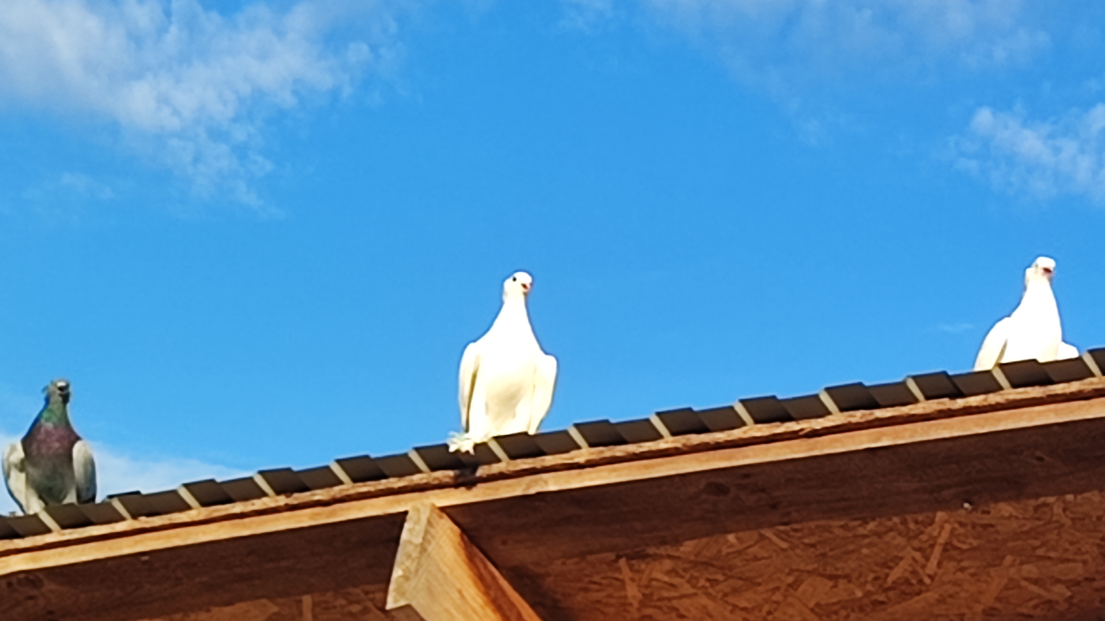 Гон Агасиевских голубей 04.08.24г.