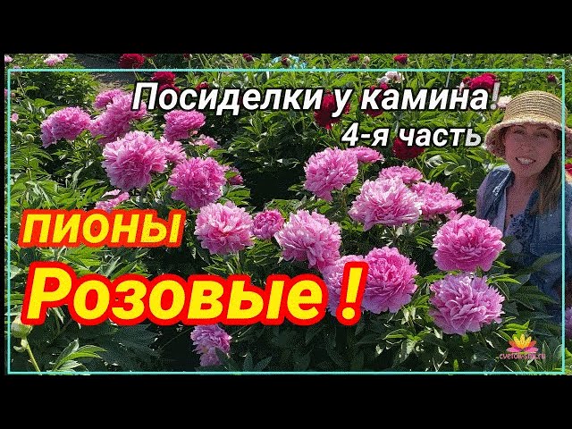 Посиделки у камина. Часть 4. Розовые пионы _ Сад Ворошиловой