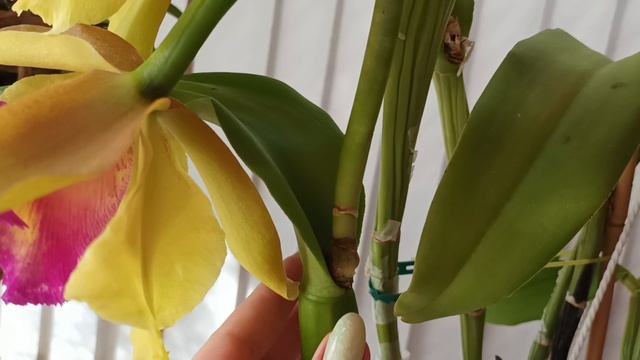 Blc. Young Kong Sun Она, конечно, лошадь. Но какая красивая!