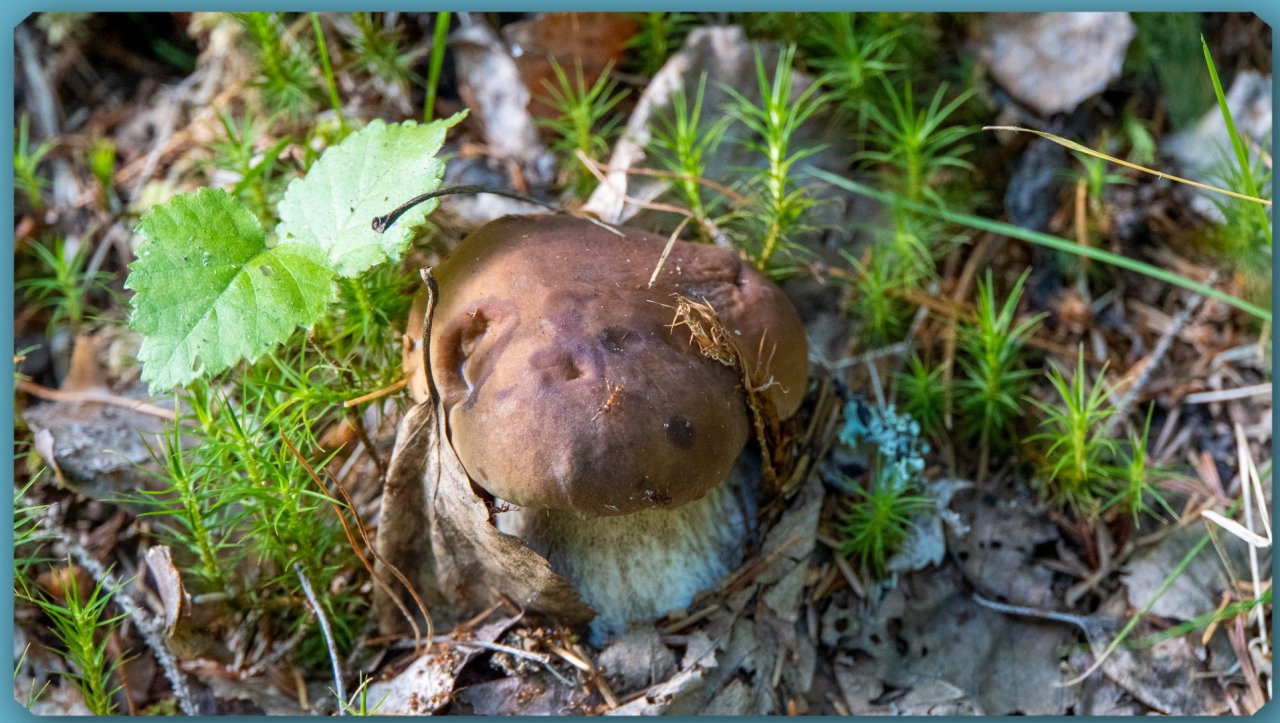 Поход в лес за грибами. Июль 2022.