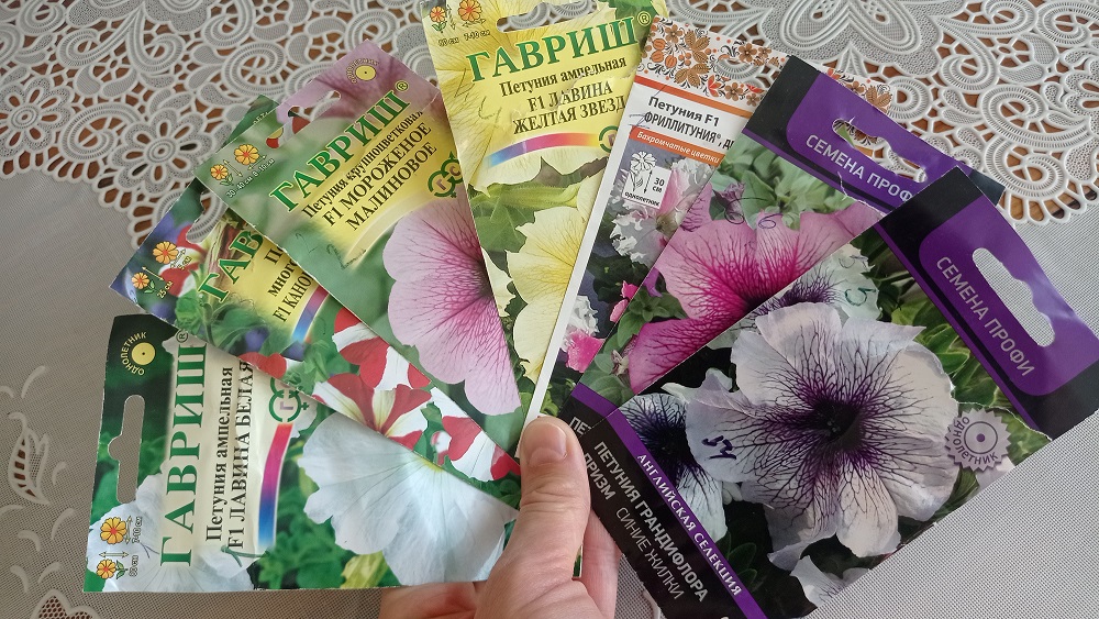 Петуния всходы!#петуния#петуниявсходы#петуниярассада#петунияизсемян#петуниявыращивание#петуниявсходы