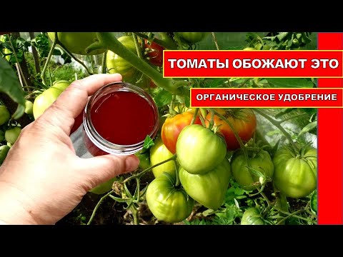ТОМАТЫ ОБОЖАЮТ ЭТУ ОРГАНИЧЕСКУЮ ПОДКОРМКУ! ПОМИДОРЫ ЗАСЫПЛЮТ ВАС УРОЖАЕМ РАНЬШЕ СРОКА.