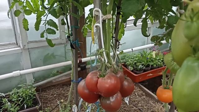 Сибирь. Обзор и дегустация томатов Шоколадная зебра и Чёрное сердце Америки.