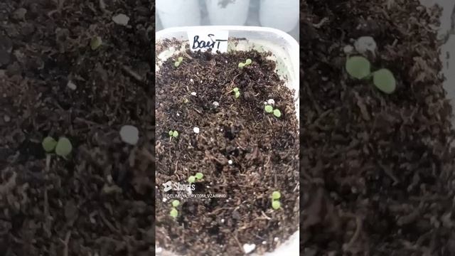 Сеем петунию в глубокие луночки.