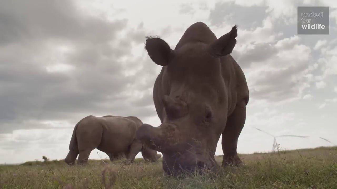 Интересные факты  Самые необыные животные  Факты Топ 10