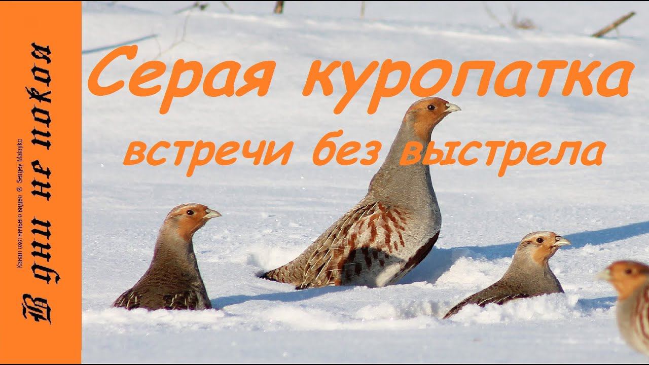 Встречи без выстрелов. Серая куропатка