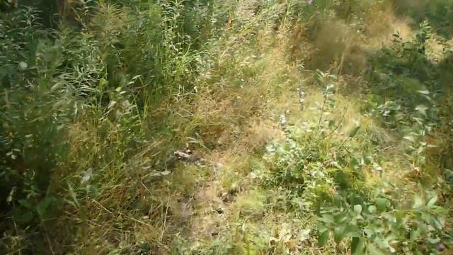 Ориентирование по стрелке компаса