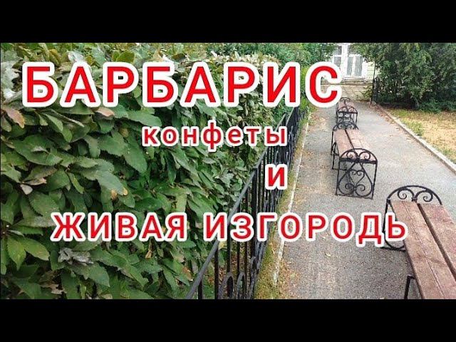 Живая изгородь из барбариса. Стрижка/Garden. Hedge