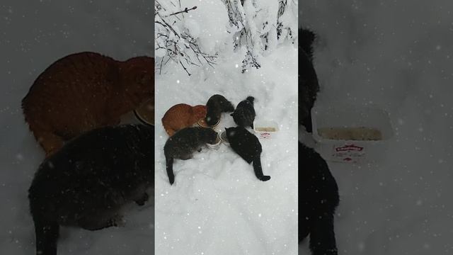 Угощение для котиков ?❄️