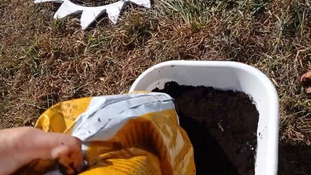 #как_посадить_лилии_в_горшок#сорта_лилий#луковичные_в_горшке Сажаем лилии в горшок правильно!.mp4