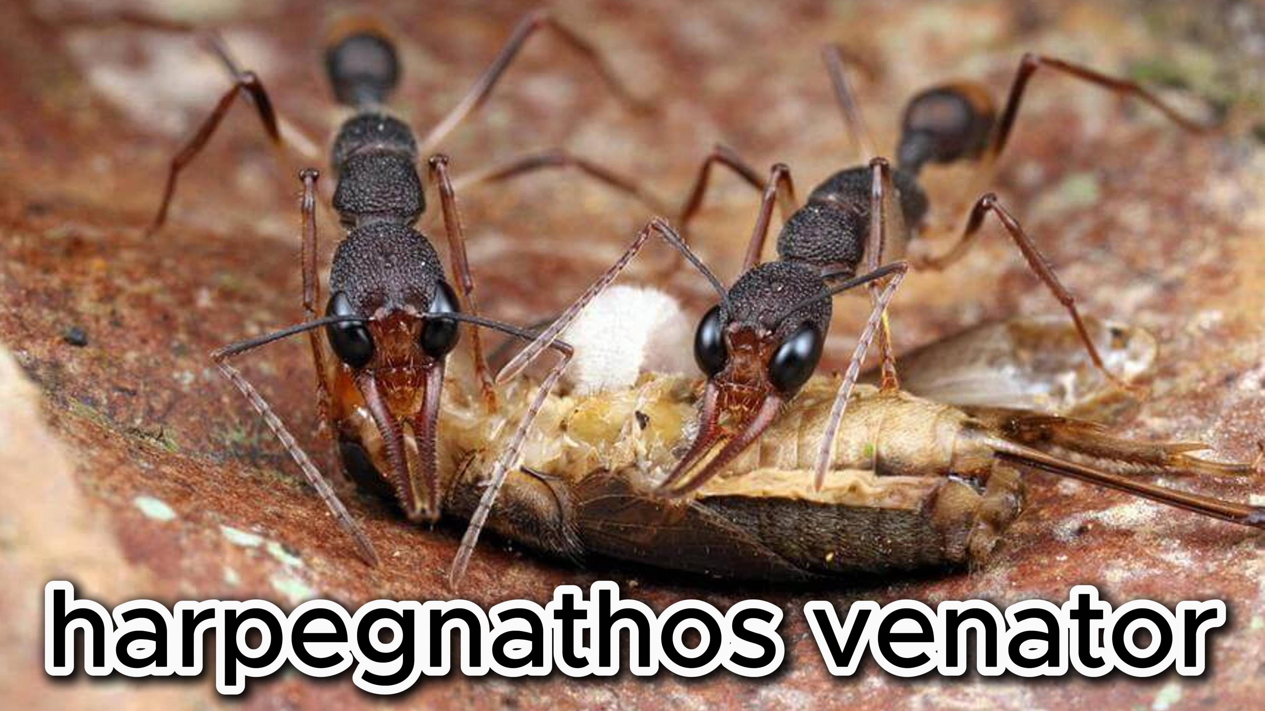 HARPEGNATHOR VENATOR // Муравьи-хищники // Обзор