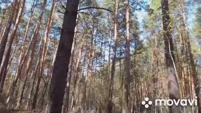 Прогулка в майский лес