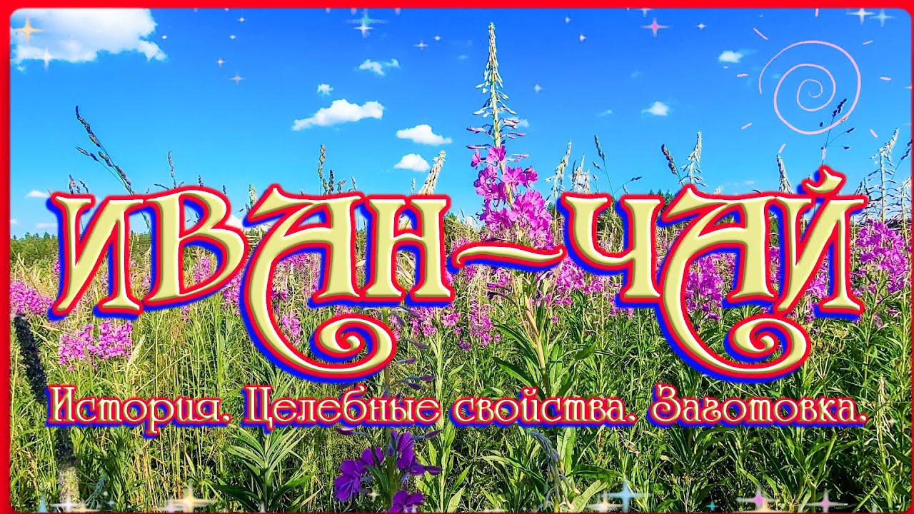 ИВАН-ЧАЙ. История. Целебные свойства. Заготовка.