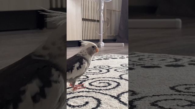 Попугай говорит #SHORTS