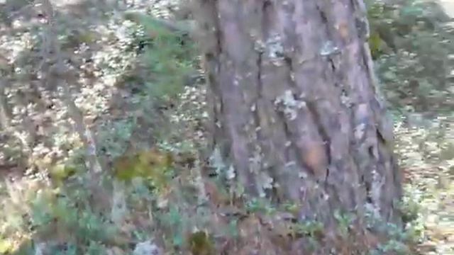 Ориентирование по природным признакам. Склон